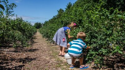 Michigan U-Pick Farms