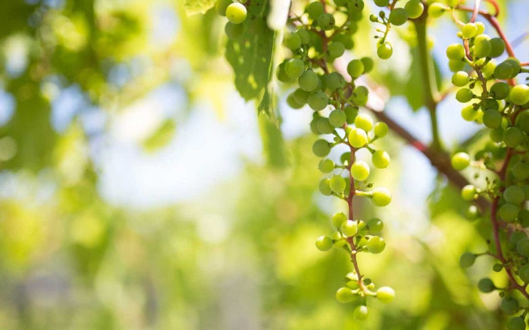 truly michigan vines