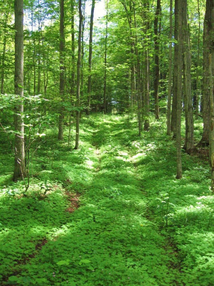 my-woods-path-in-spring
