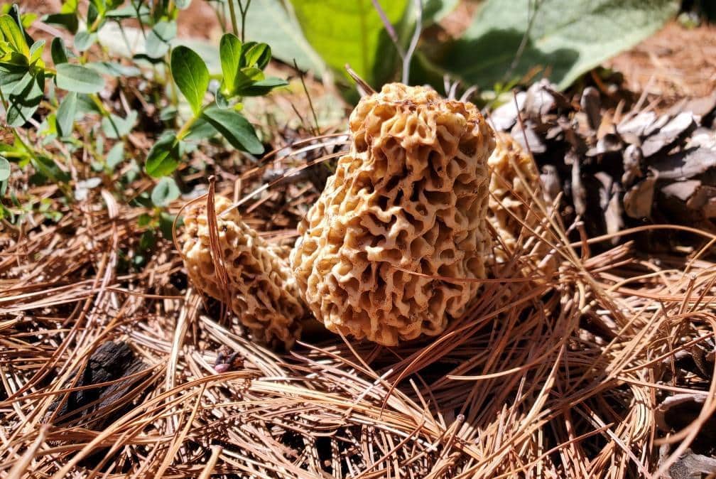 morels at Sleeping Bear Dunes