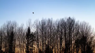 Woodcock flying in the sky
